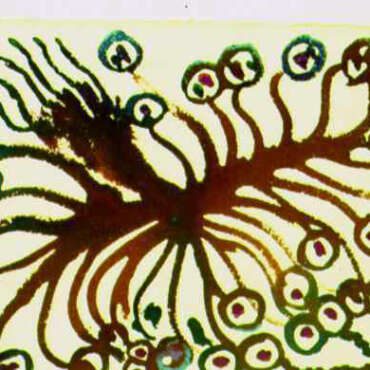 PIN19820018 - Flor do Mar - Aguarela e Tinta da China - 30x21 cm